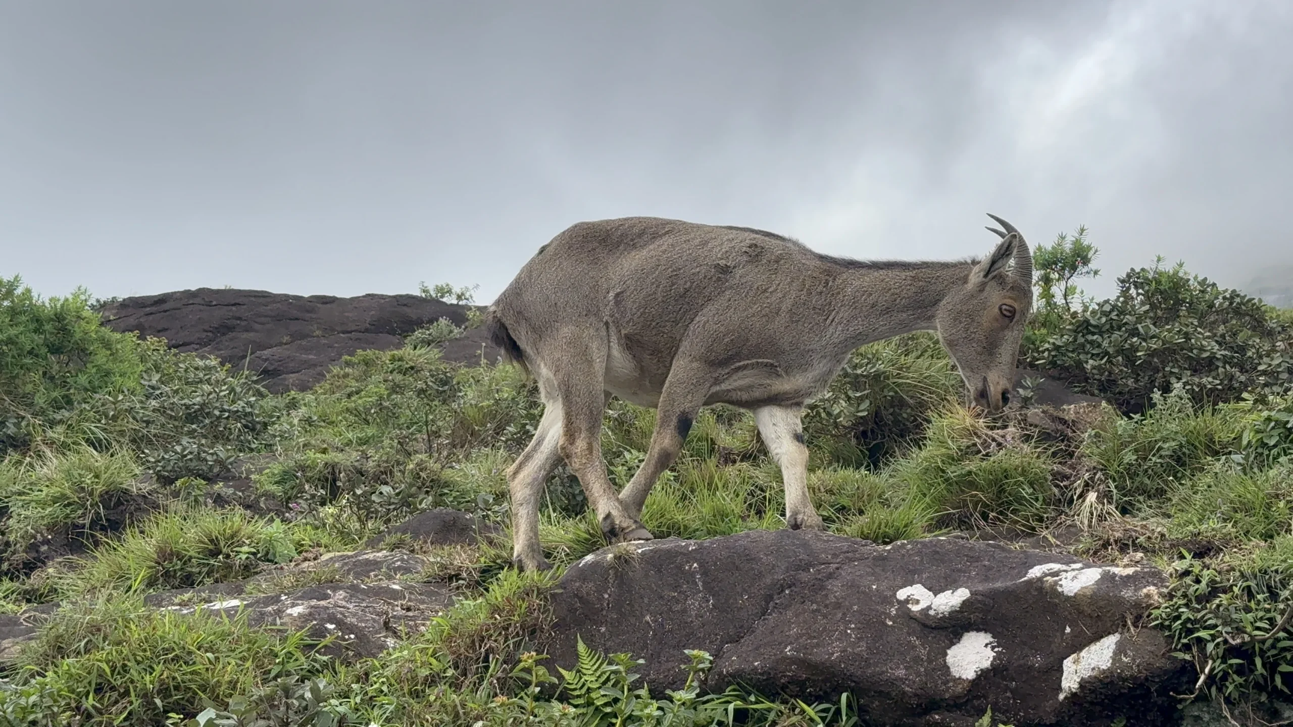 Day 14: Munnar | Wildlife, Mountains & Kerala's Performing Arts