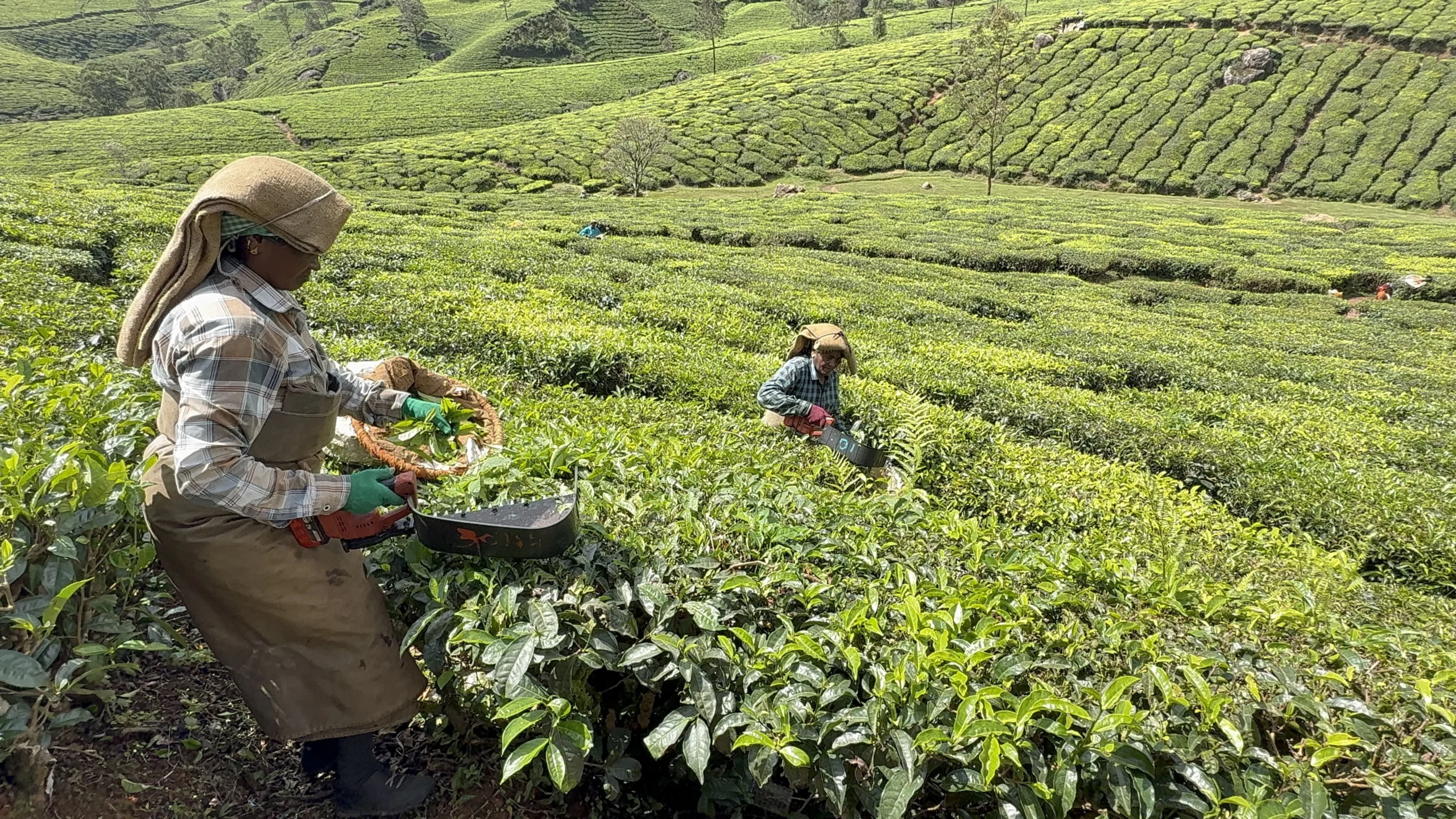 Day 15: Munnar | Tea, Craftsmanship & the Story Behind Every Cup